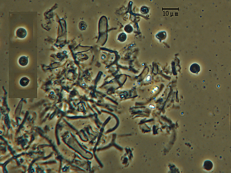 Una vera crosta - foto 5592(Scytinostroma hemidichophyticum)